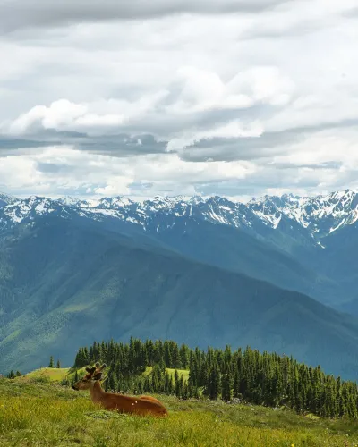 deer lying in the meadows of hurricane ridge olympic national park port angeles 